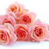 Pink roses on white